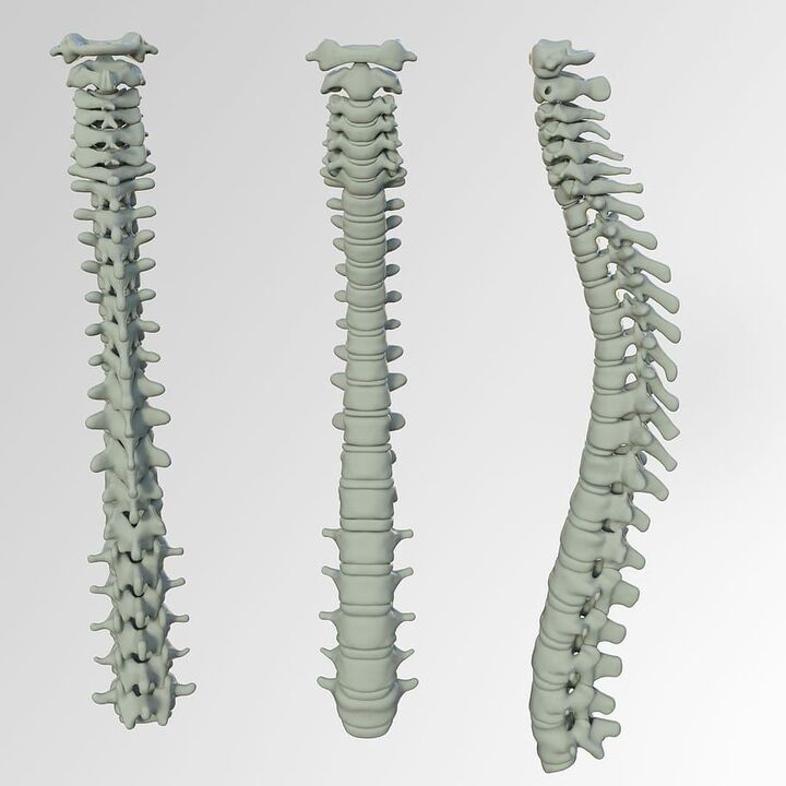 Spine
